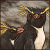 Rockhopper Penguins