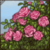 Rose Bush