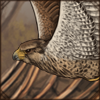 Saker Falcon