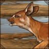 Sitatunga Calf