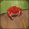 Madagascar Tomato Frog