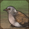 European Turtle Dove