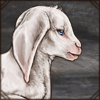 White Goat Kid