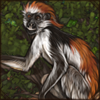 Zanzibar Red Colobus