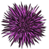 Sea Urchin