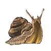 Snail